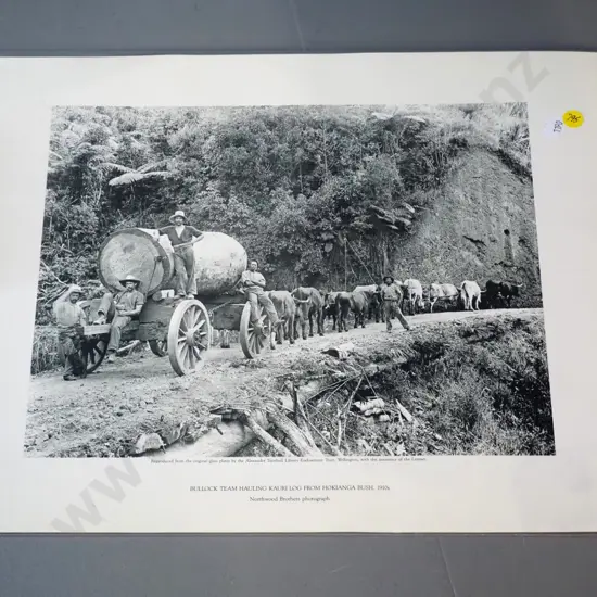 Hokianga bullock team with large kauri log - reproduction photo print - pub Alexander Turnbull library H-350 W-450