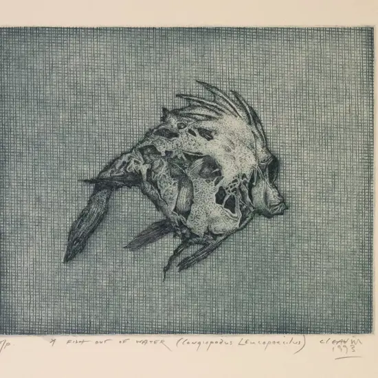 Barry Cleavin 1993 - unframed etching T/P "A Fish Out Of Water (Congiopodus Leucopoecilus)" H-140 W-170