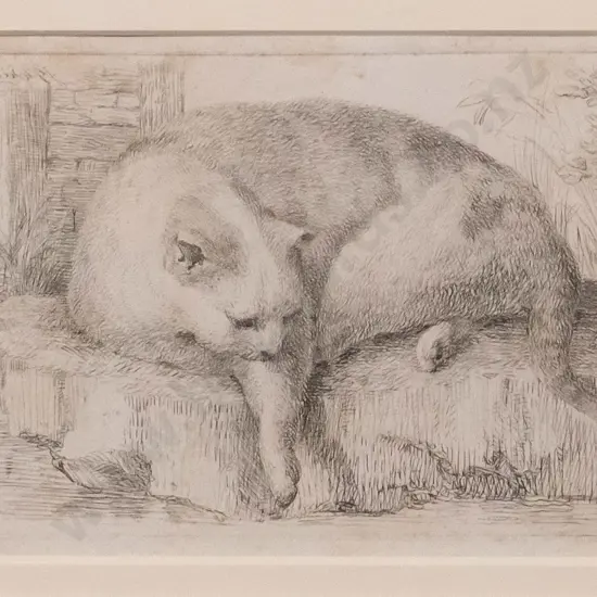 unsigned - framed etching - cat H-100 W-150