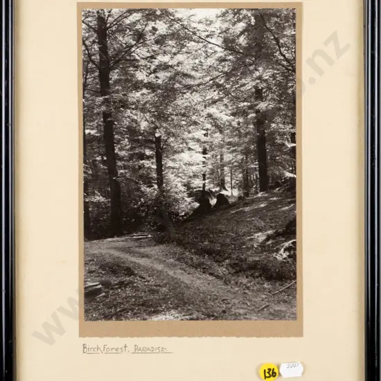 framed blackand white photograph - Birch Forest, Paradise H-240 W-160