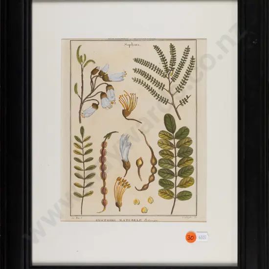 framed vintage botanical print H-240 W-170