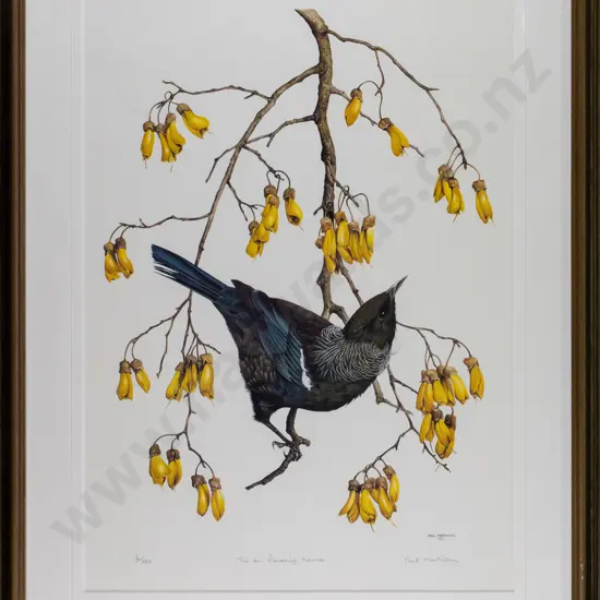 framed Paul Martinson ltd edition print 6/350 - Tui on flowering kowhai H-480 W-340