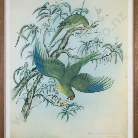 framed reproduction Heaphy print - Kakariki from Ship Cove (slight foxing) H-500 W-400
