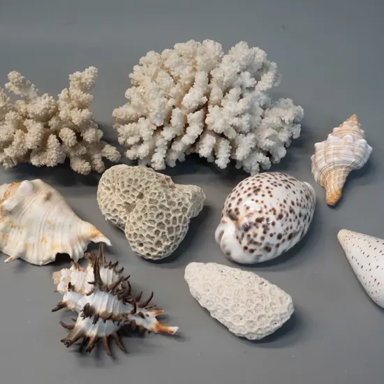 3 pieces of coral and 6 shells - largest coral piece L160