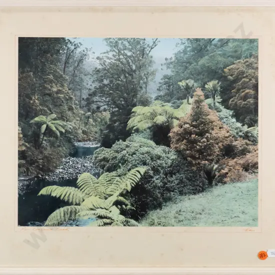 framed Whites Aviation hand coloured photograph - New Zealand Bush H-290 W-360 (foxing to mat)