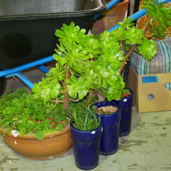 3 blue glazed garden planter, 1x terracotta planter - with various plants