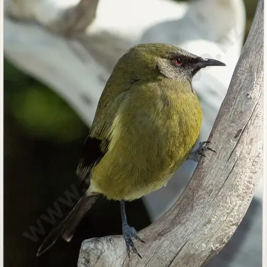 Peter MacDonald - framed photograph "Tiri Tiri Bird, Sanctuary Hauraki Gulf"  H-590 W-510
