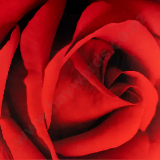 Kay Todd - boxed photographic print 1/10 - red rose H-650 W-440