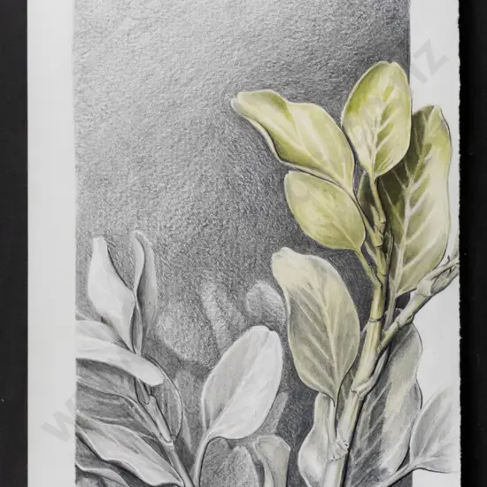 illegible signature - framed pencil - "Broad leaf" H-250 W-160