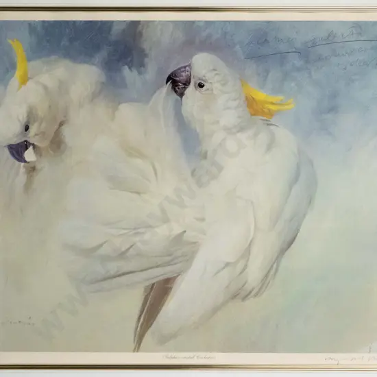 framed and signed Raymond Ching ltd edition print "Sulphur-crested Cuckatoos" H-370 W-500
