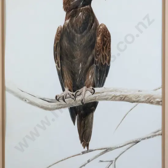 Hadyn 1984 - framed watercolour "Wedge Tail Eagle" H-550 W-360