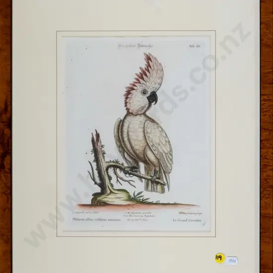 framed vintage print - parrot H-260 W-195
