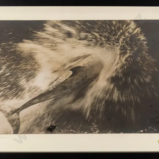 framed photographic print "Pelorus Jack" H-310 W-520 (slight staining to mat)