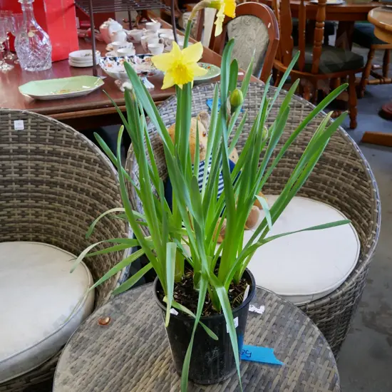potted daffodils