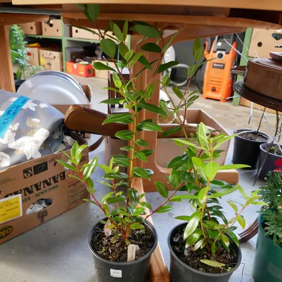 2 potted pohutukawa
