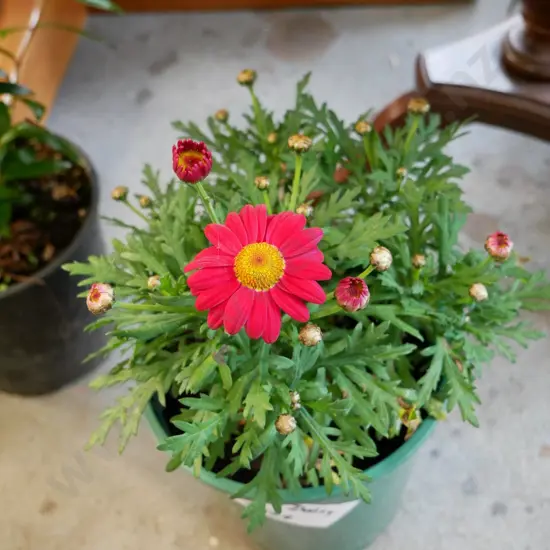 potted red daisies