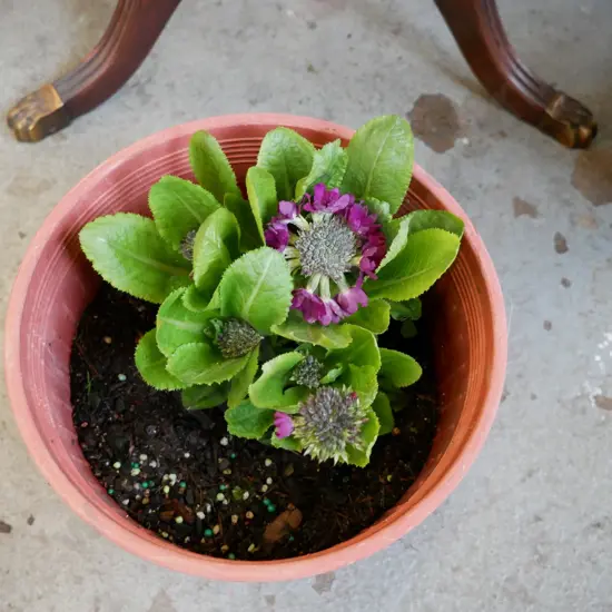 potted primula