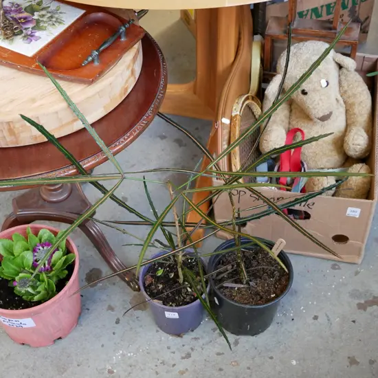 2 potted lancewoods