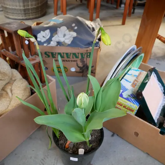 potted tulip and daffodil