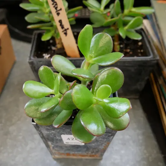 3 potted succulents -crassula ovata