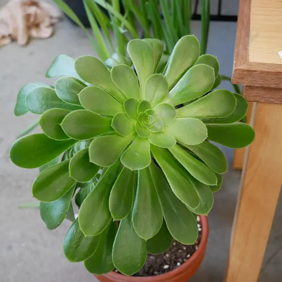 succulent in terracotta planter - Tree houseleek