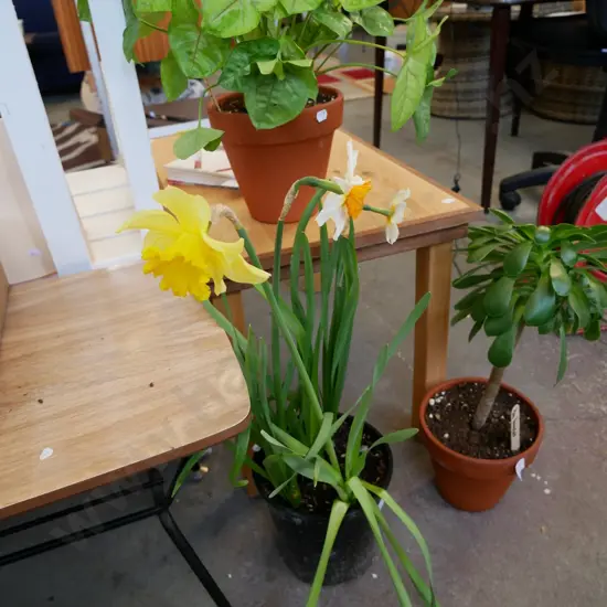 potted daffodils