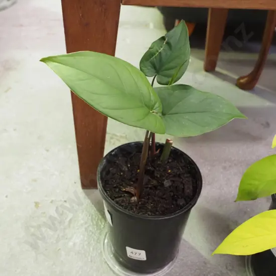 potted double planted philodendron