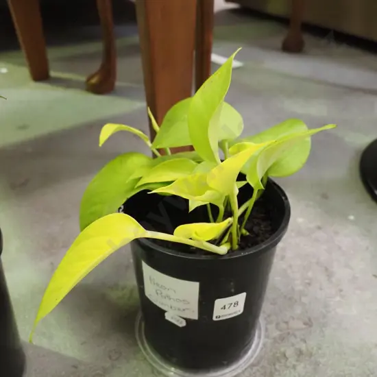 potted neon pothos climber