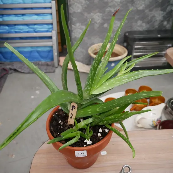 potted aloe vera