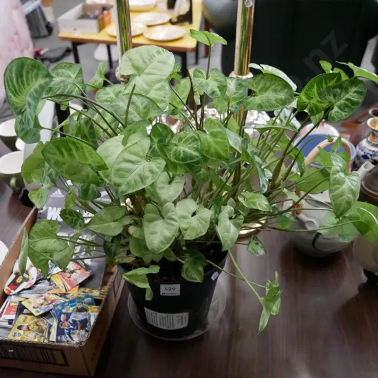 potted podophyllum pixie