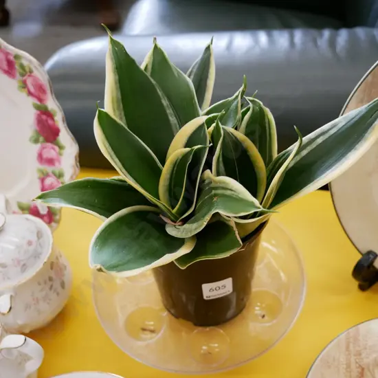 potted indoor plant - sansevieria hahnii