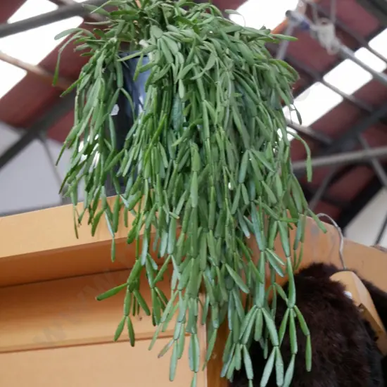 potted indoor plant - rhipsalis 