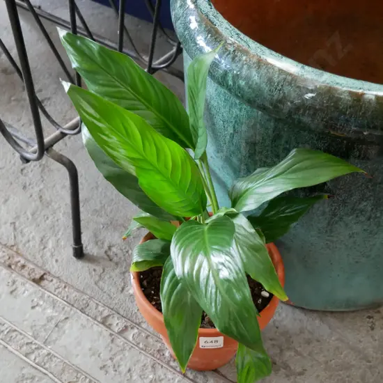 potted peace lily
