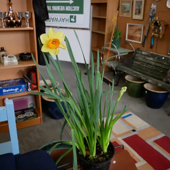 potted daffodils