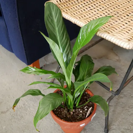 potted peace lily