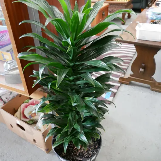 potted Draceana Janet Craig - 10 years old