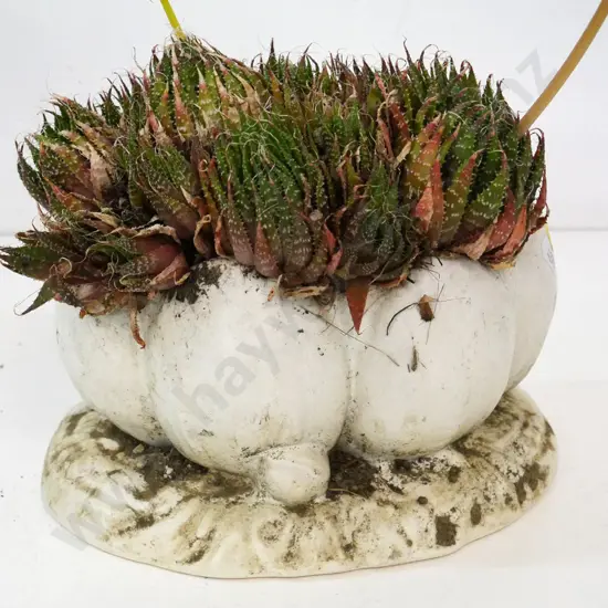 small Clarice Cliff water lily vase vase used as planter, with succculent H-130 W-230