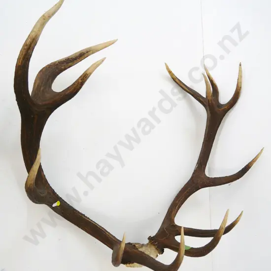 13-point stag antlers - approx. H-740 W-840