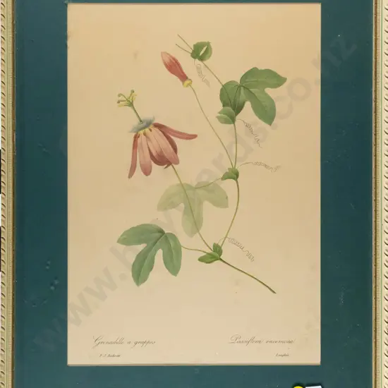 framed botanical print - Passiflora racemosa H-320 W-230