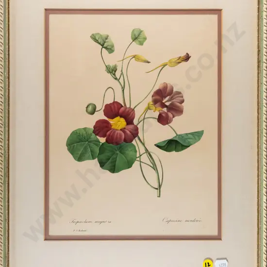 framed botanical print - Capucine mordoree H-320 W-230