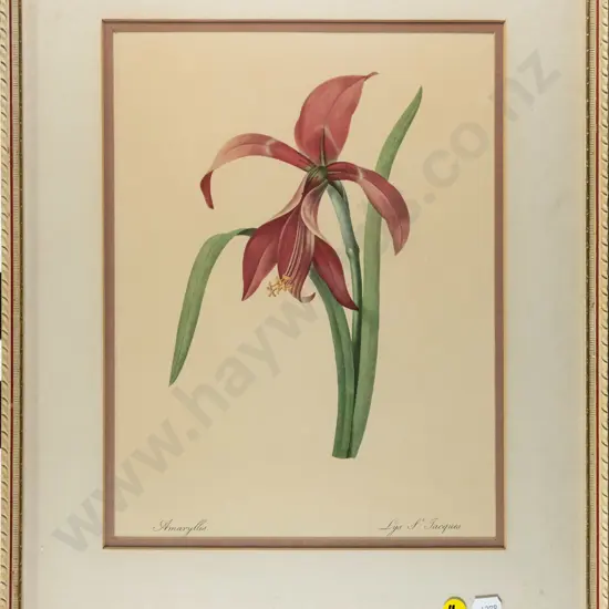 framed botanical print - Amaryllis H-320 W-230