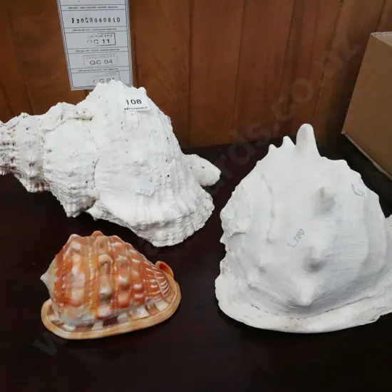 3x seashells
