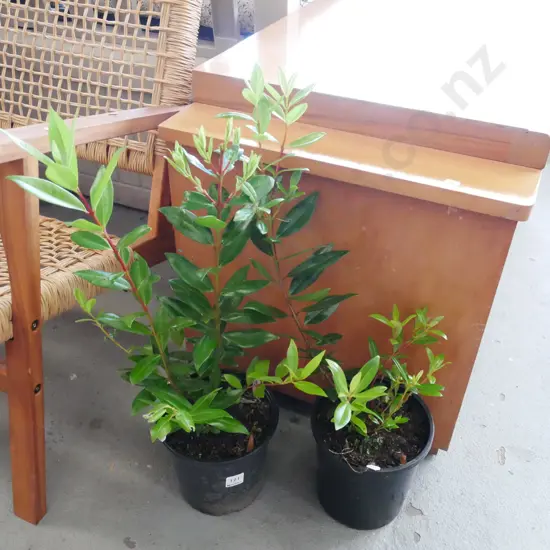 2 potted pohutakawa