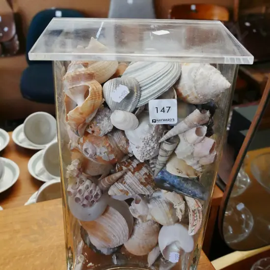 glass vase of seashell with perspex lid H-310