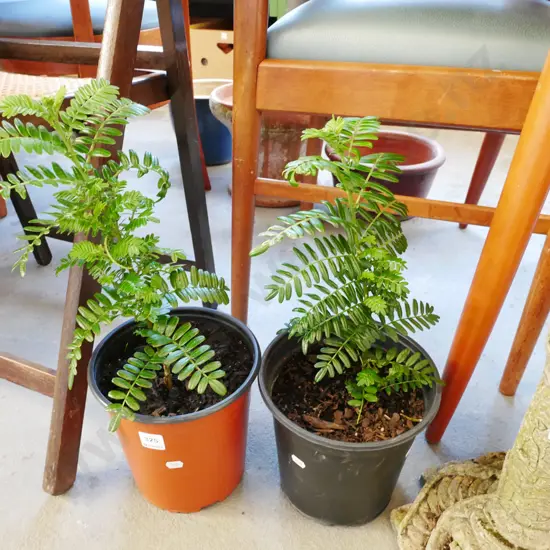 2x potted kakas beaks