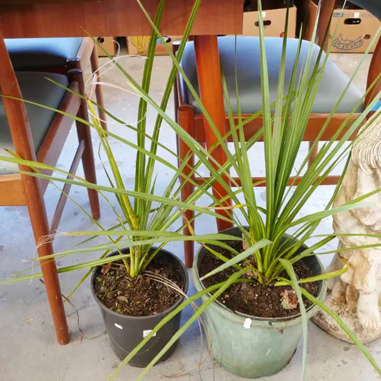 2x potted cabbage trees