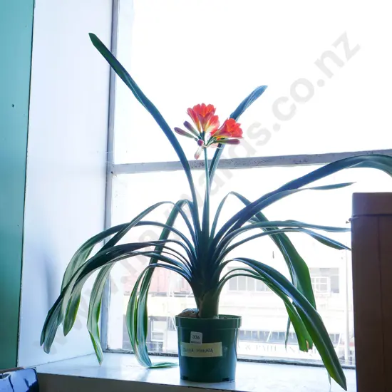 potted clivia miniata