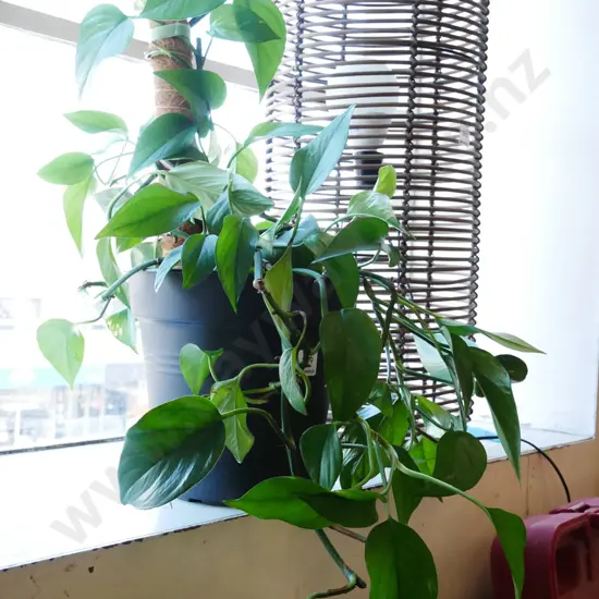 potted indoor plant - epipremnum aureum