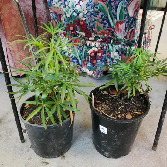 2x potted hellebores