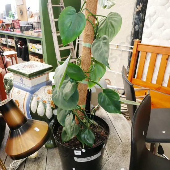 potted philodendron scandens
